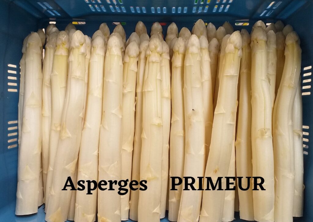 Primeur asperges